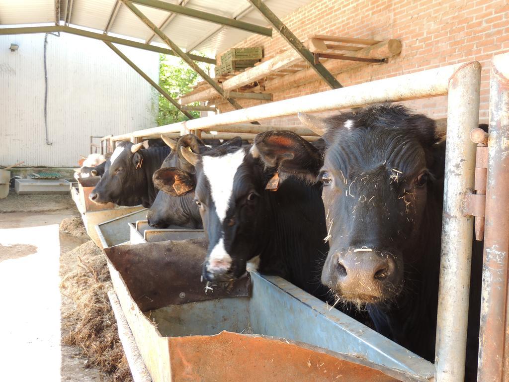 Società Agricola F.lli Angelucci Cannara Exterior foto